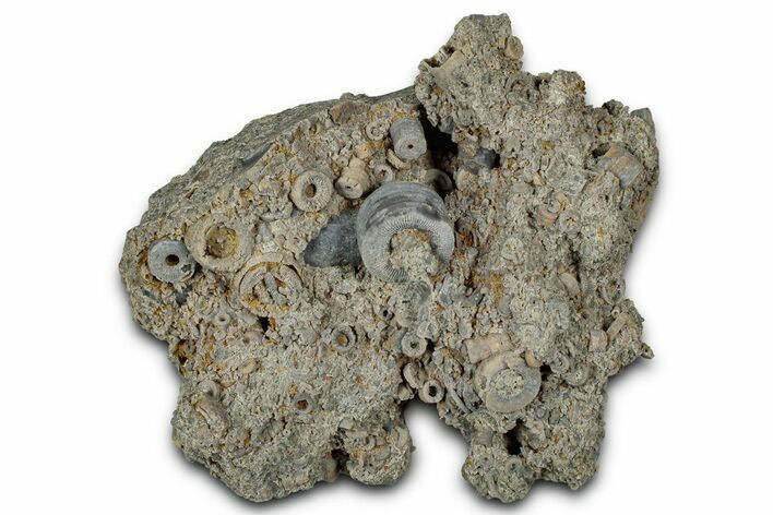 Mississippian Fossil Crinoid Stem Cluster - Kentucky #358737